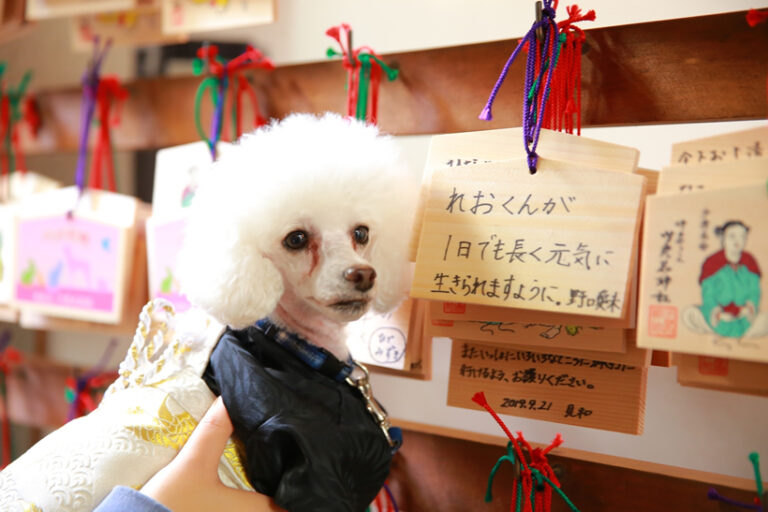 ペット祈願 少彦名神社(神農さん)